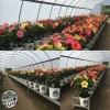 brook and barrel hibiscus green house farm grown hibisucs tea organic premium tea